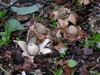 geastrum_triplex_2.jpg
