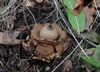 geastrum_triplex_4.jpg