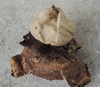 geastrum_triplex_6a.jpg