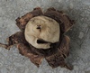 geastrum_triplex_6b.jpg
