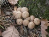 lycoperdon_foetidum_1.jpg