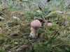 lycoperdon_foetidum_4b.jpg