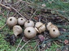lycoperdon_perlatum_7.jpg