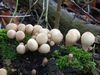 lycoperdon_pyriforme_1.jpg