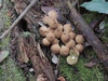 lycoperdon_pyriforme_2.jpg