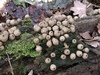lycoperdon_pyriforme_3.jpg
