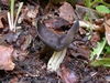 helvella_solitaria_1.jpg