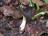 helvella_solitaria_2.jpg