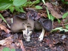 helvella_solitaria_3.jpg