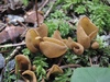 peziza_succosa_1.jpg