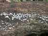 propolis_versicolor.jpg