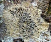 pyrenula_nitida_1a.jpg