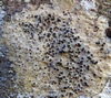 pyrenula_nitida_1b.jpg