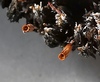 Orthotrichum_anomalum_1g.jpg