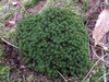 Polytrichum_formosum_1a.jpg