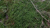 Polytrichum_formosum_1b.jpg